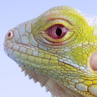 Reptiles & Amphibians